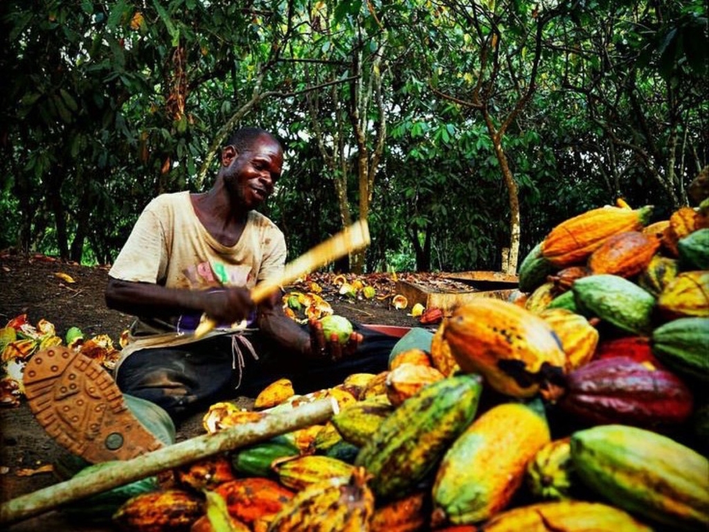 Cacao