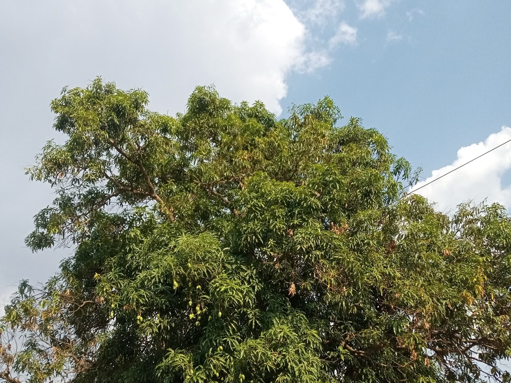Mangue